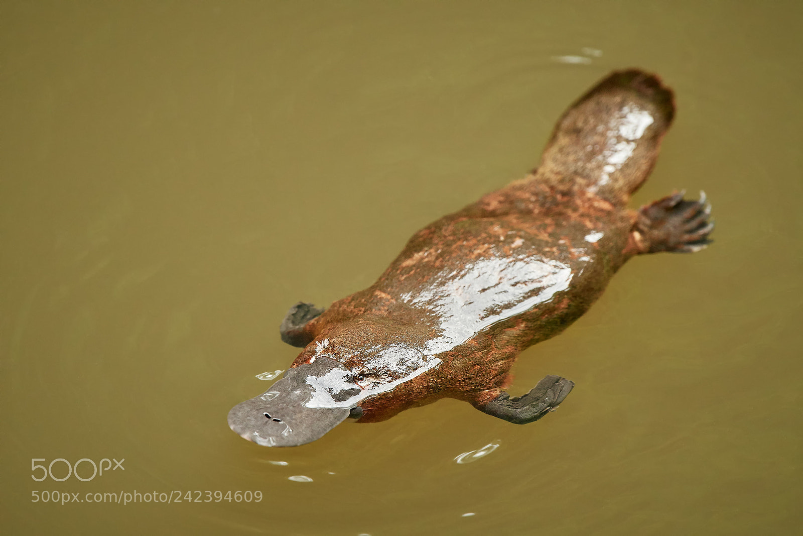 Nikon D500 sample photo. Platypus photography