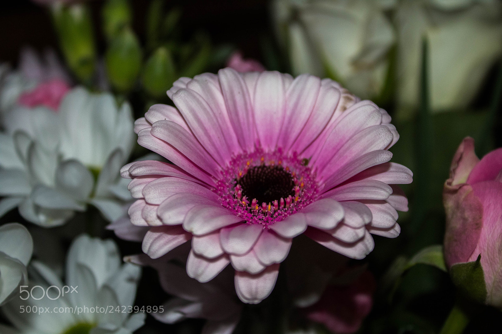 Canon EOS 1300D (EOS Rebel T6 / EOS Kiss X80) sample photo. Gerbera ? photography