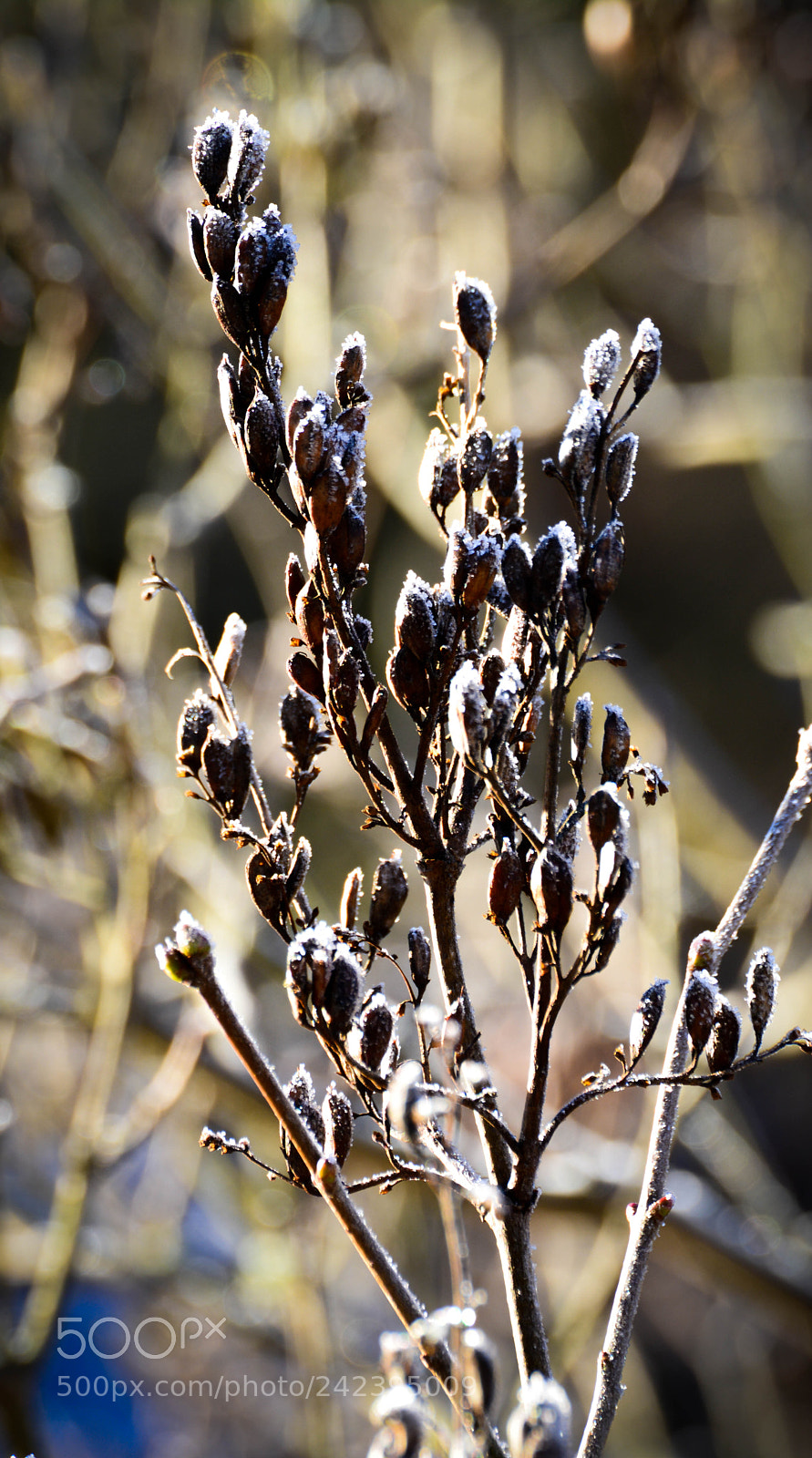 Nikon D5200 sample photo. Lilac seeds in winter photography