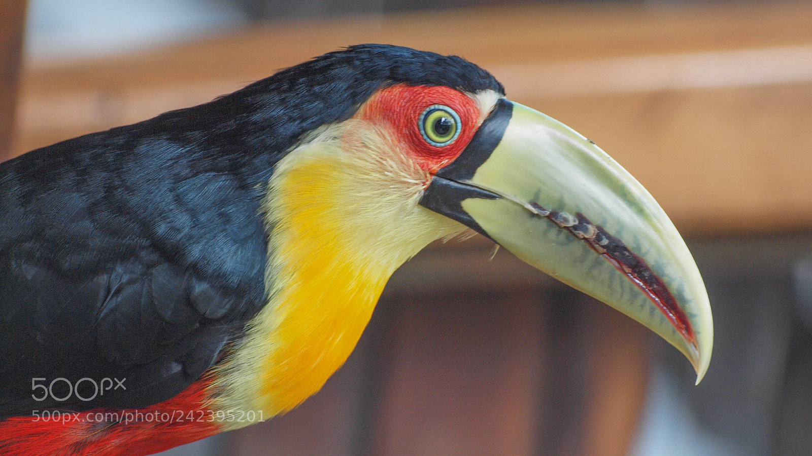 Olympus E-620 (EVOLT E-620) sample photo. Green-billed toucan photography