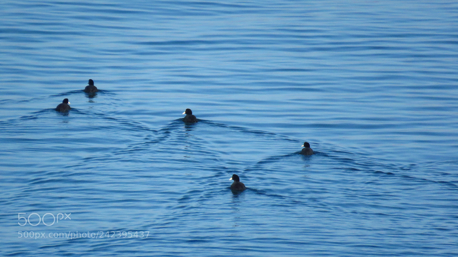Canon PowerShot SX60 HS sample photo. Common coot (fulica atra) photography