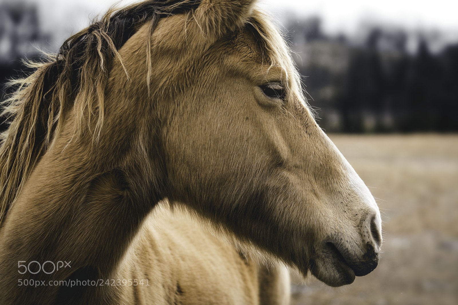 Sony a7R III sample photo. Horse photography