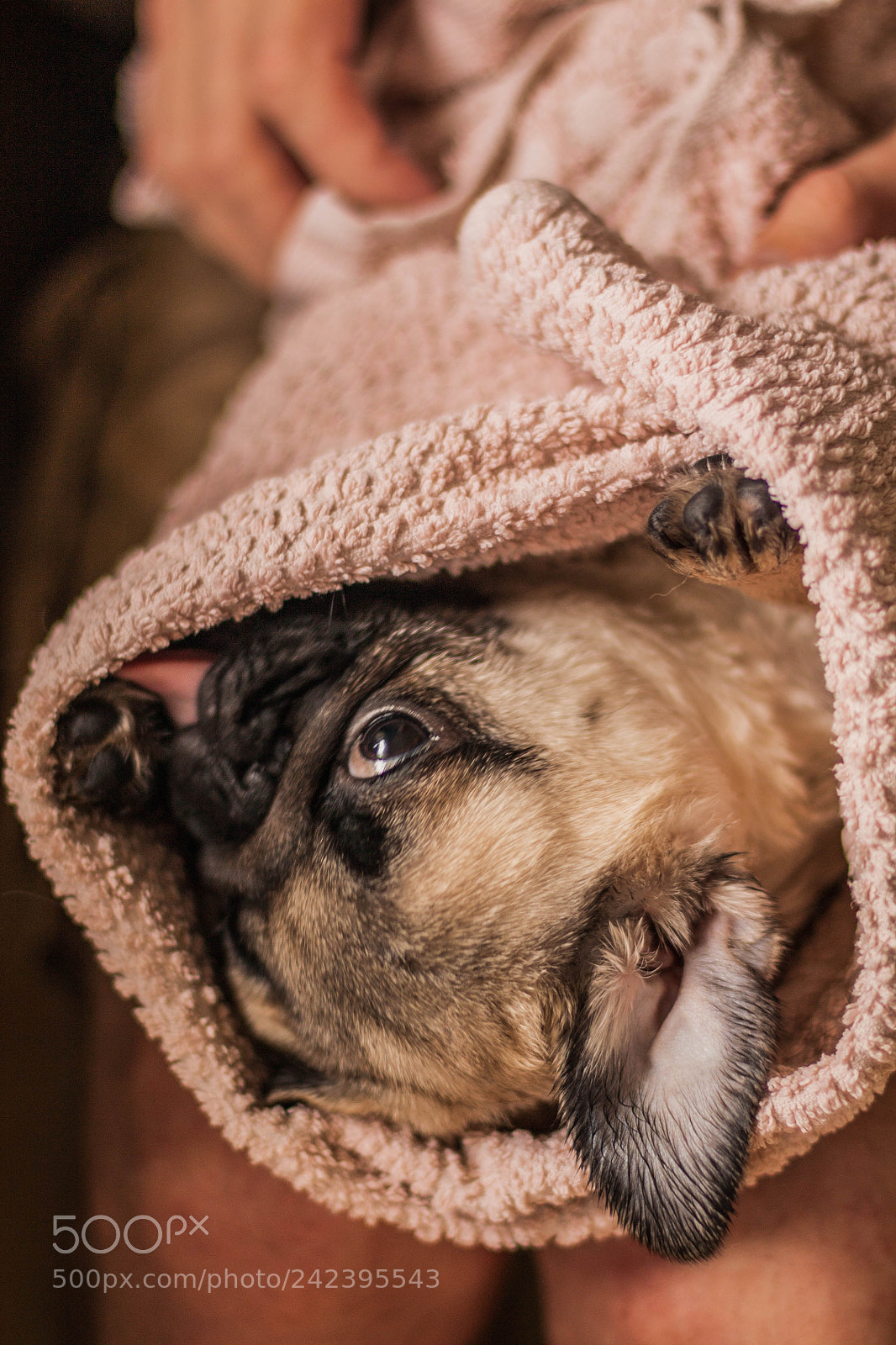 Canon EOS 450D (EOS Rebel XSi / EOS Kiss X2) sample photo. Pug is a bat photography