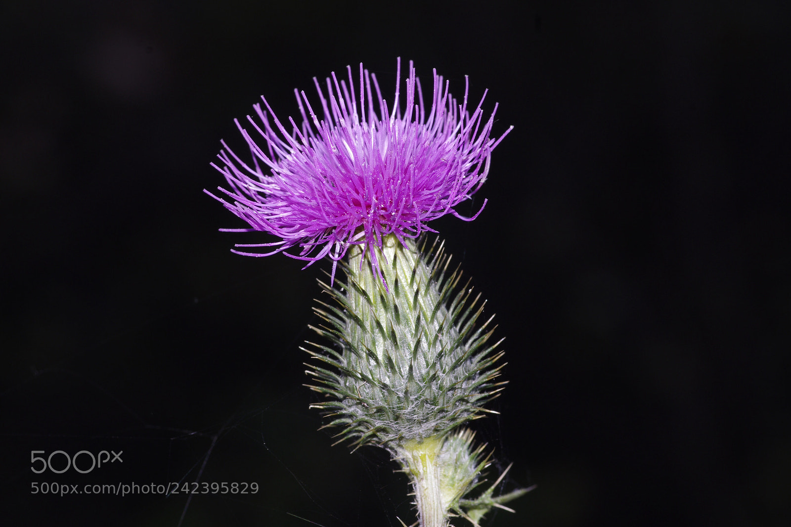 Pentax K-5 sample photo. Thistle, thorny flower photography