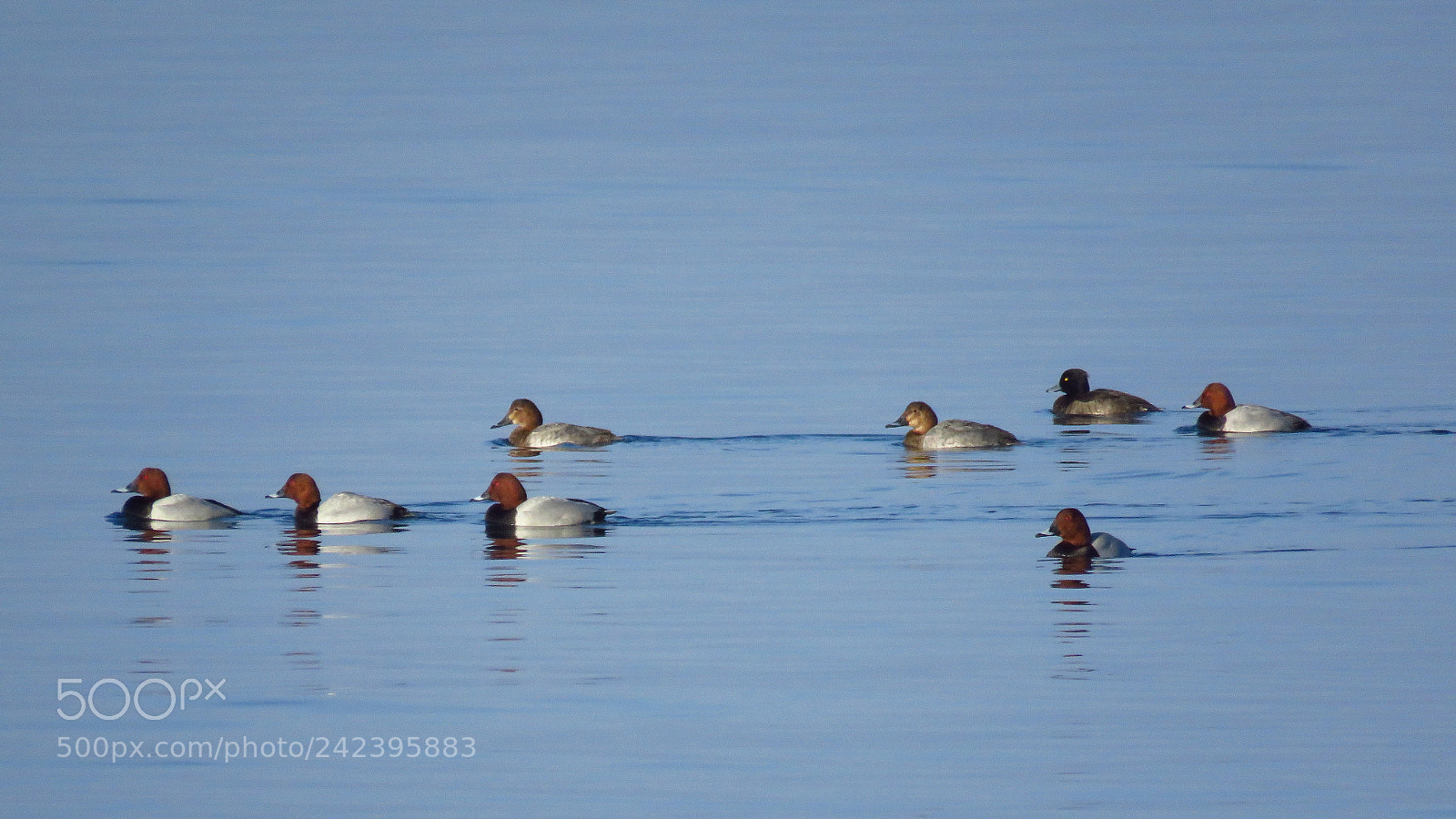 Canon PowerShot SX60 HS sample photo. Common pochard (aythya ferina) photography