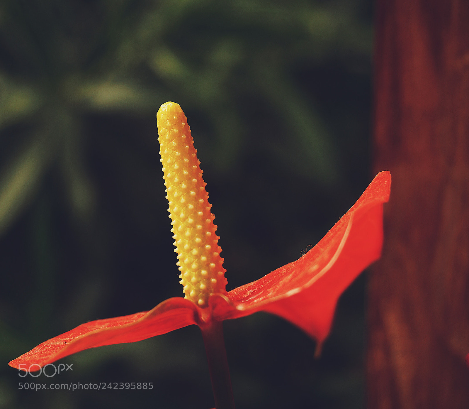 Sony Alpha NEX-6 sample photo. Untitled photography