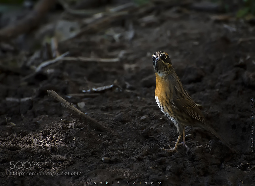 Nikon D7200 sample photo. Rufous-breasted accentor ~ prunella strophiata photography