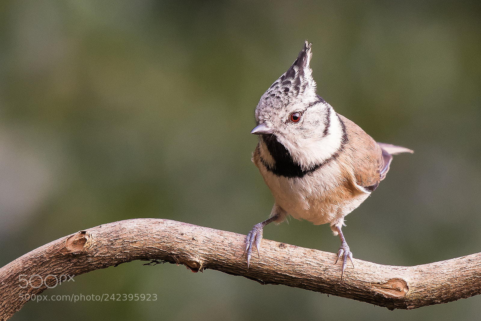 Nikon D500 sample photo. Crested tit... photography