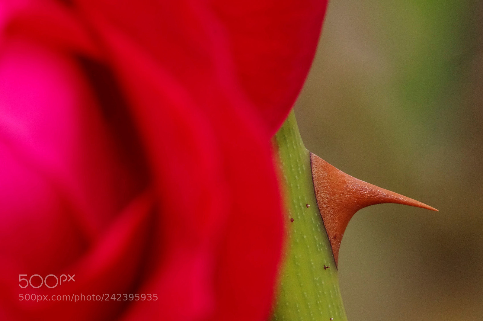 Pentax K-5 sample photo. Weapon  of a rose photography