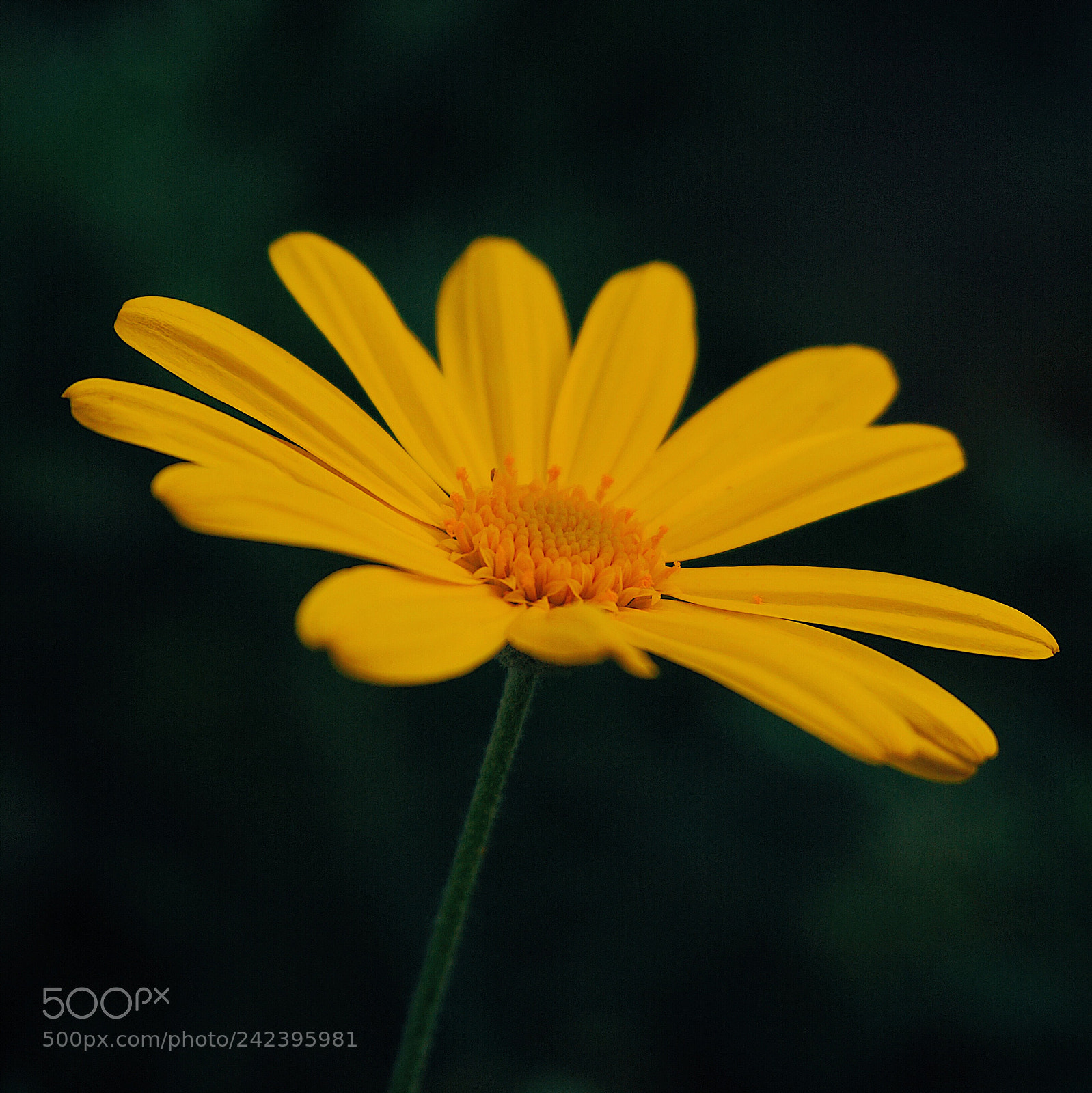 Sony Alpha NEX-6 sample photo. Untitled photography
