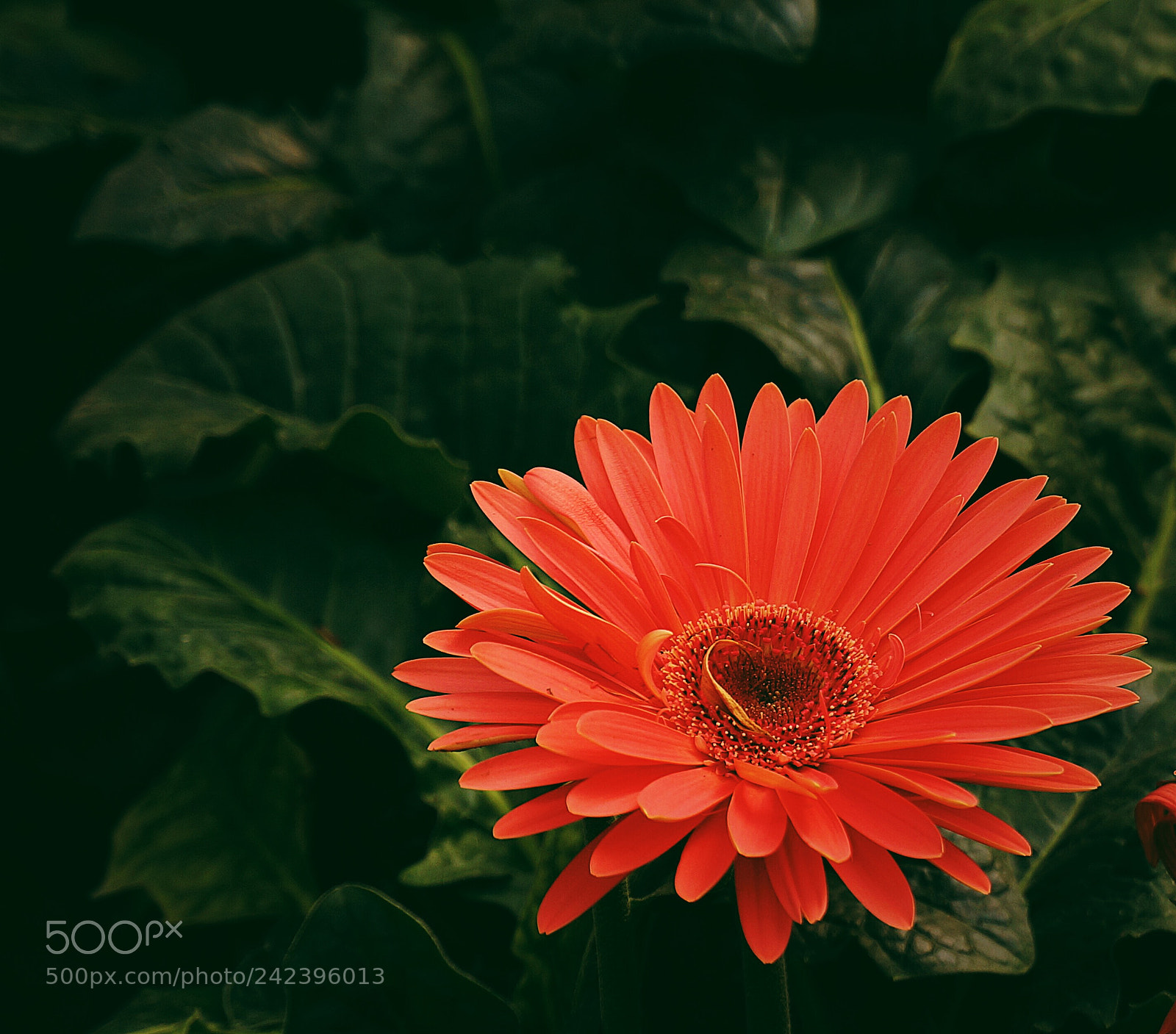 Sony Alpha NEX-6 sample photo. Untitled photography