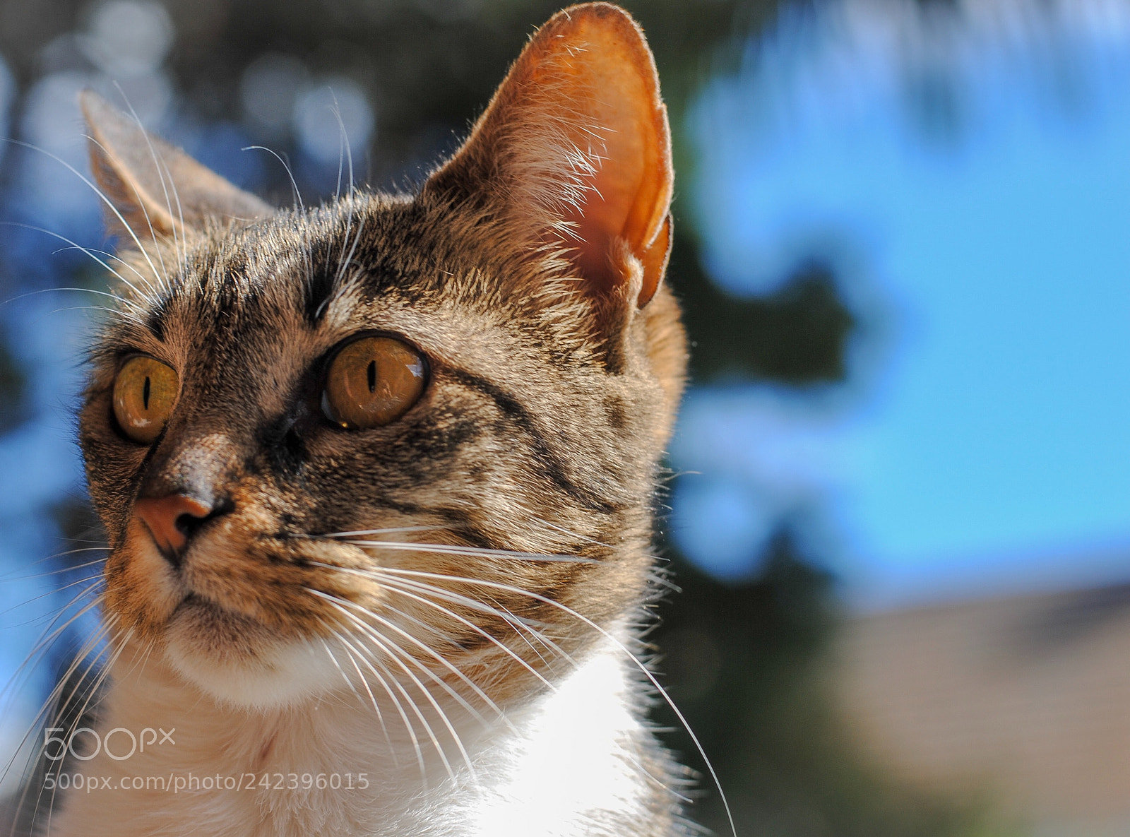 Nikon D3000 sample photo. Cats photography