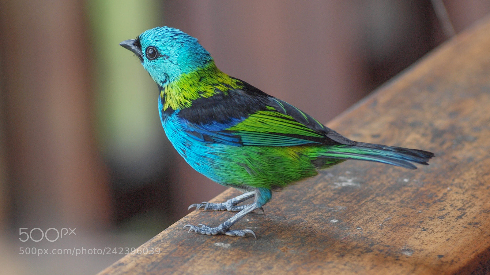 Olympus E-620 (EVOLT E-620) sample photo. Green-headed tanager photography