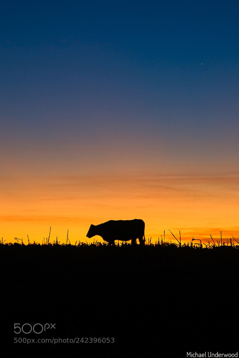Nikon D600 sample photo. Moo against the dying photography