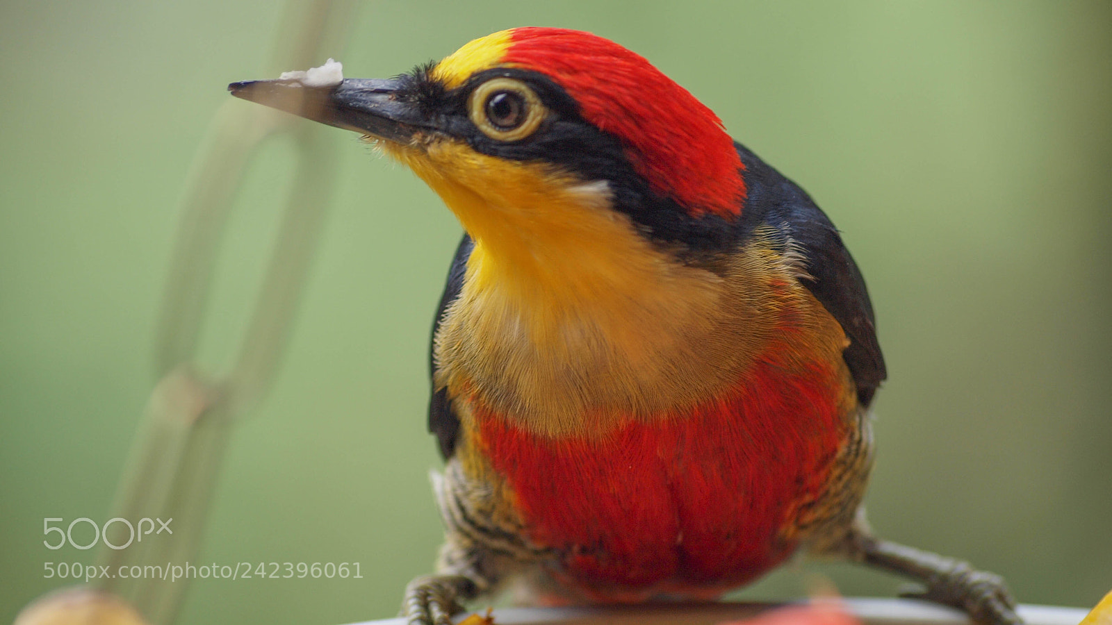 Olympus E-620 (EVOLT E-620) sample photo. Yellow-fronted woodpecker photography