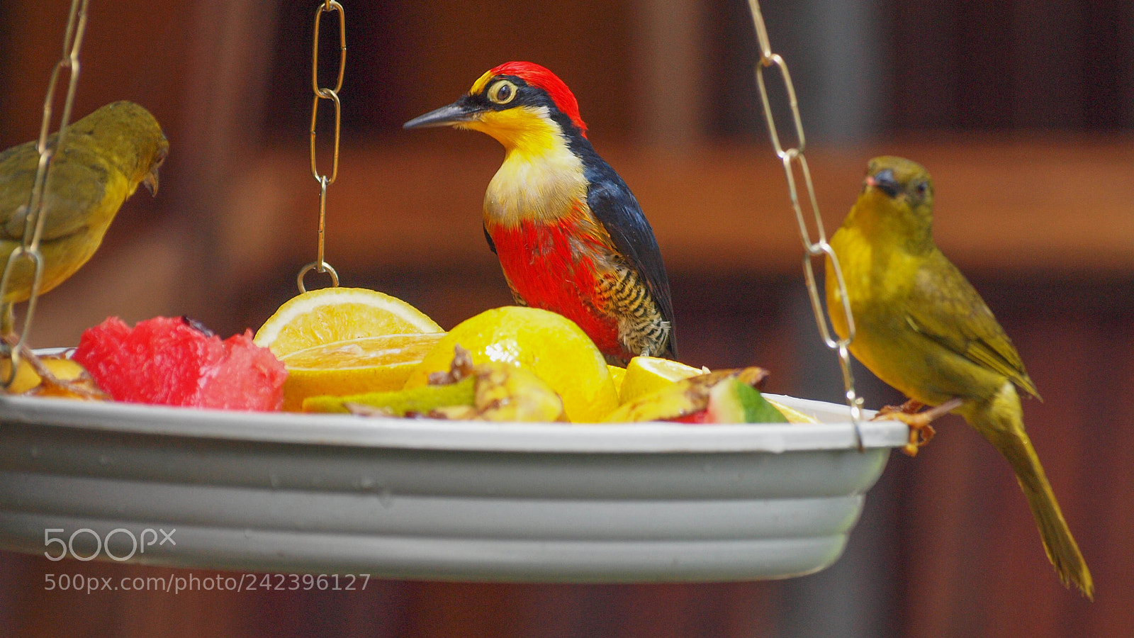 Olympus E-620 (EVOLT E-620) sample photo. A colorful lunch photography
