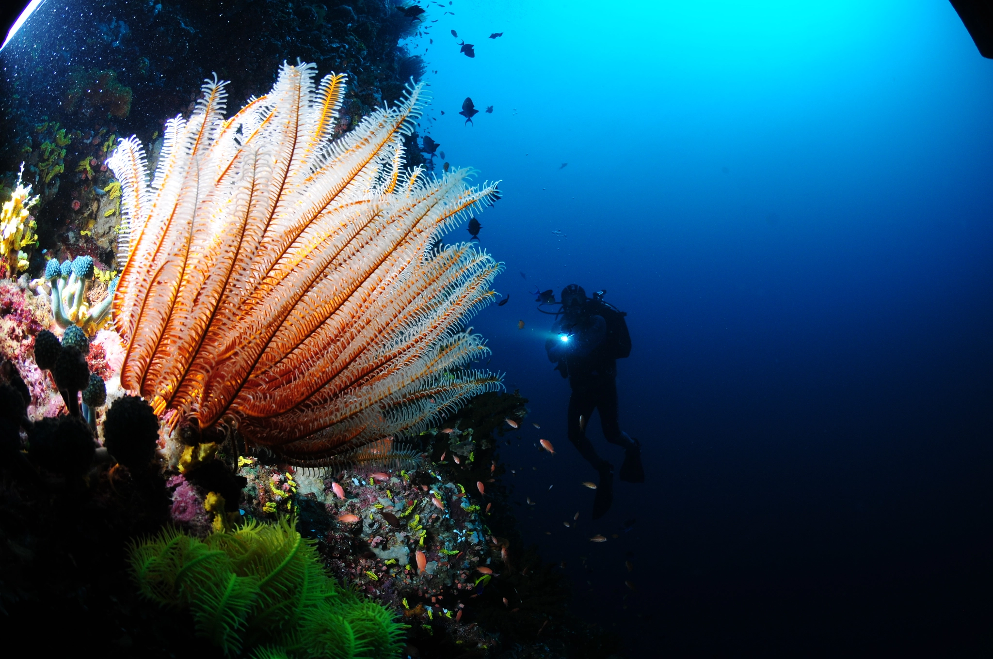 Nikon D300S + Nikon AF DX Fisheye-Nikkor 10.5mm F2.8G ED sample photo. Crinoid and diver photography