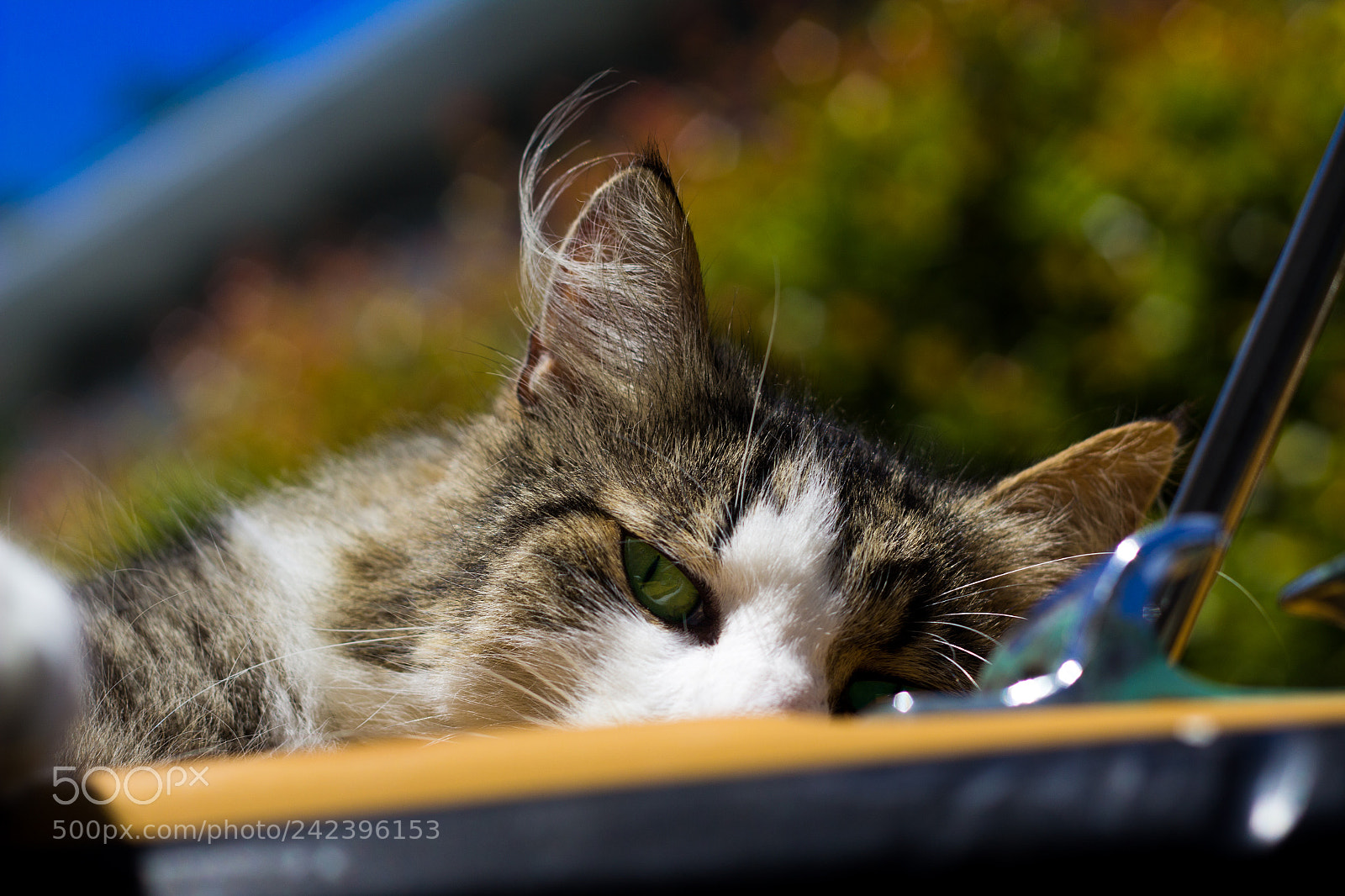 Canon EOS 1200D (EOS Rebel T5 / EOS Kiss X70 / EOS Hi) sample photo. Boat cat photography