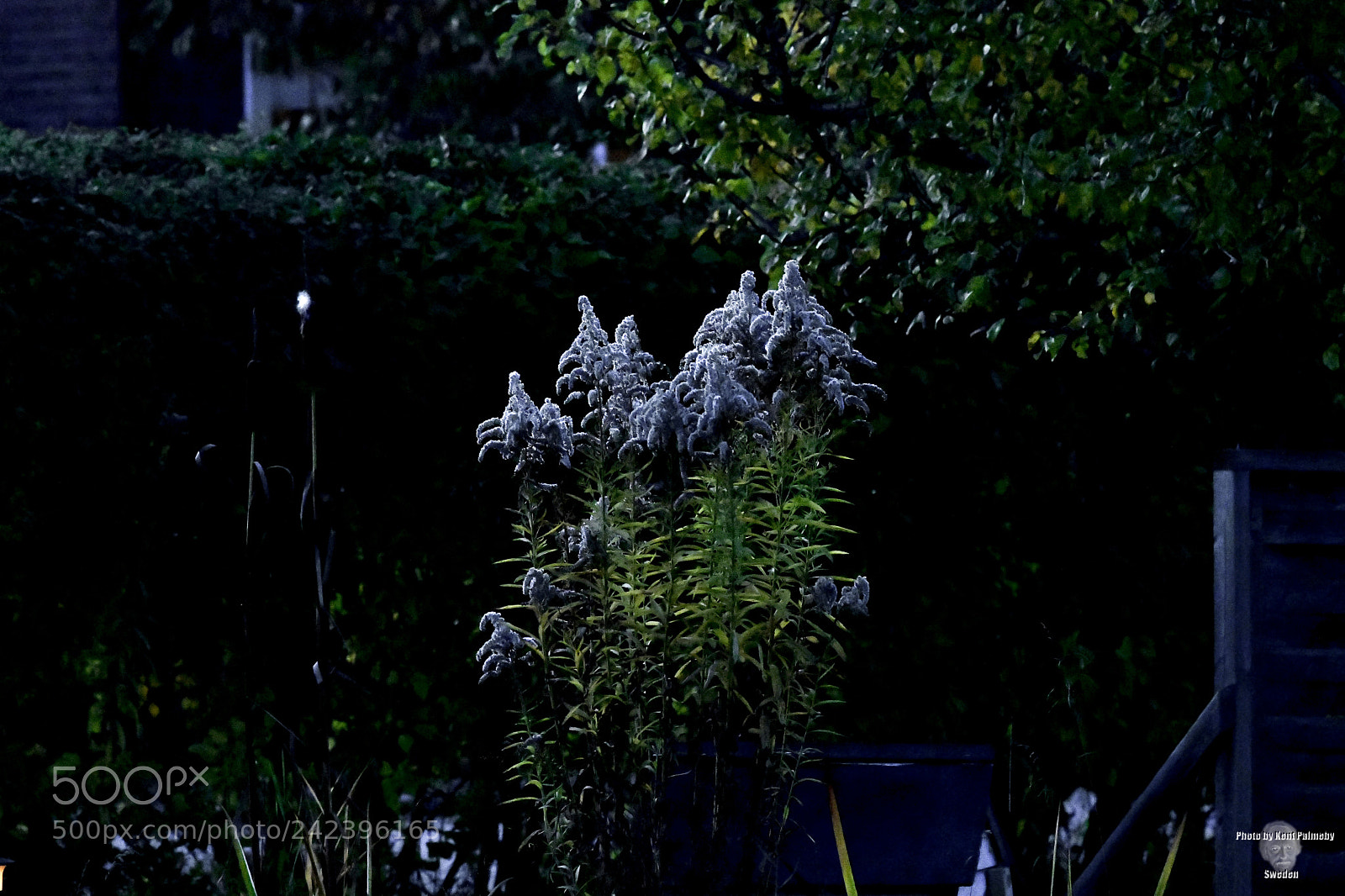 Nikon D850 sample photo. Flower in evening photography