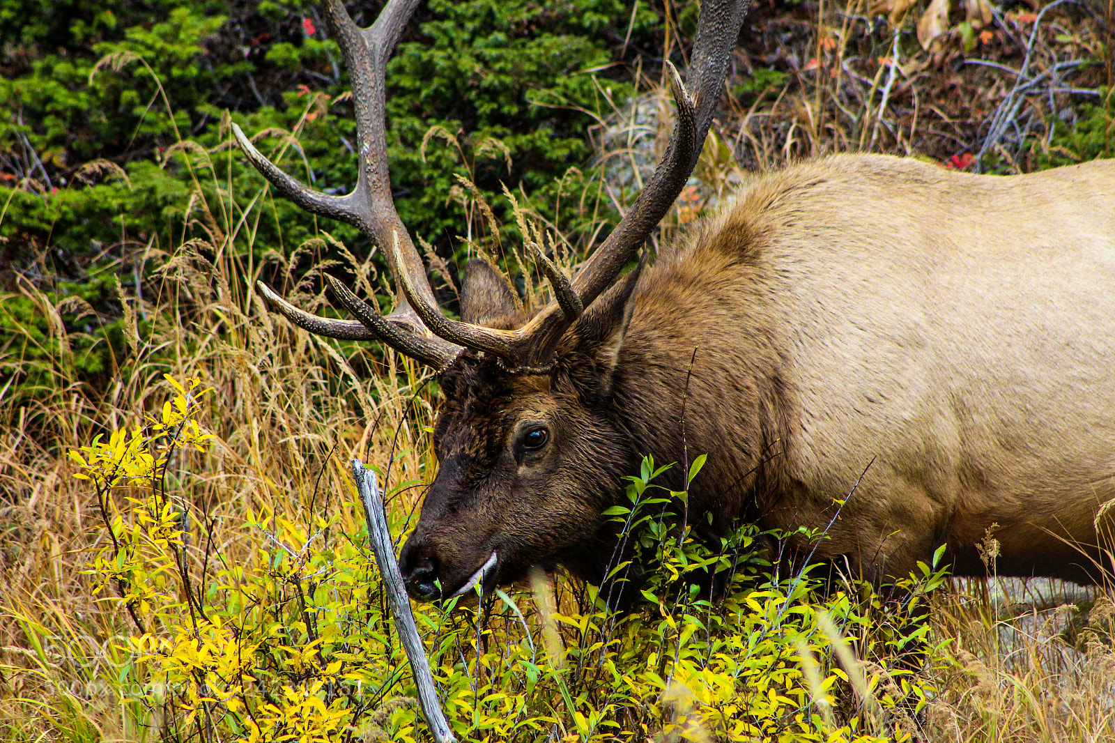 Canon EOS 1200D (EOS Rebel T5 / EOS Kiss X70 / EOS Hi) sample photo. “colorado elk” photography