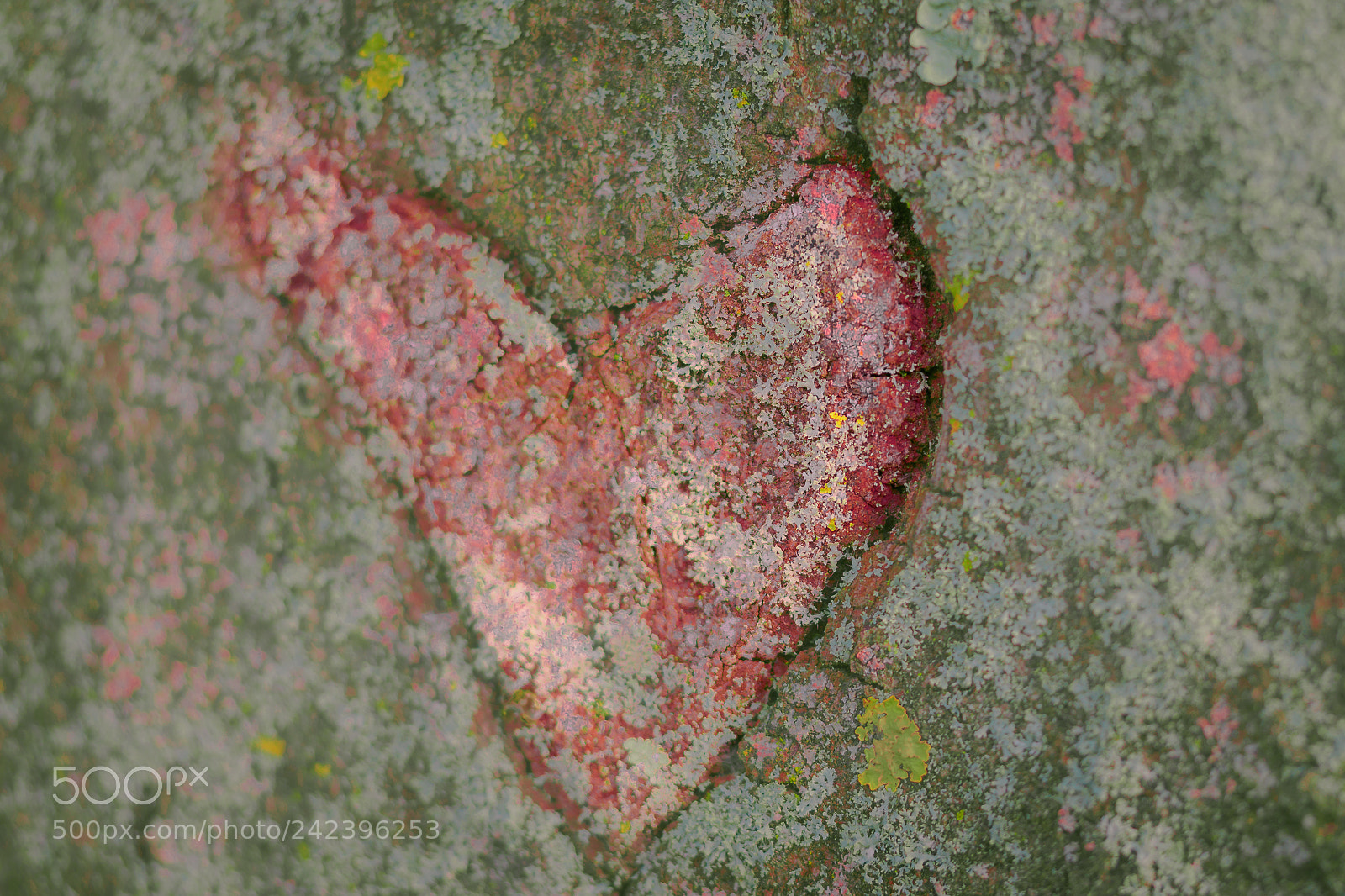 Olympus OM-D E-M10 II sample photo. Un coeur pour la photography