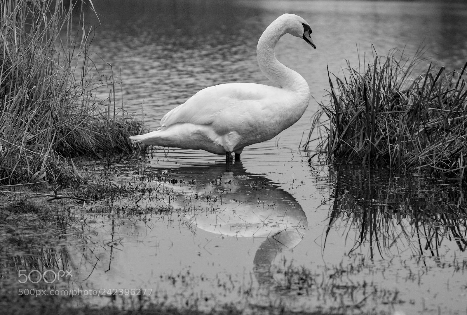 Canon EOS 760D (EOS Rebel T6s / EOS 8000D) sample photo. Img photography