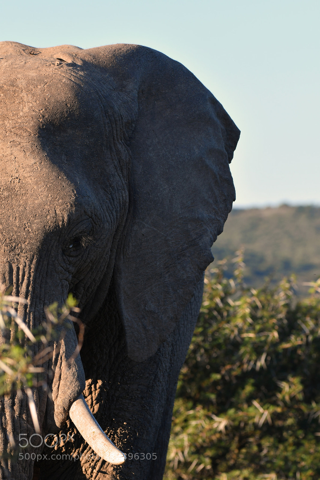 Nikon D500 sample photo. Elephant photography