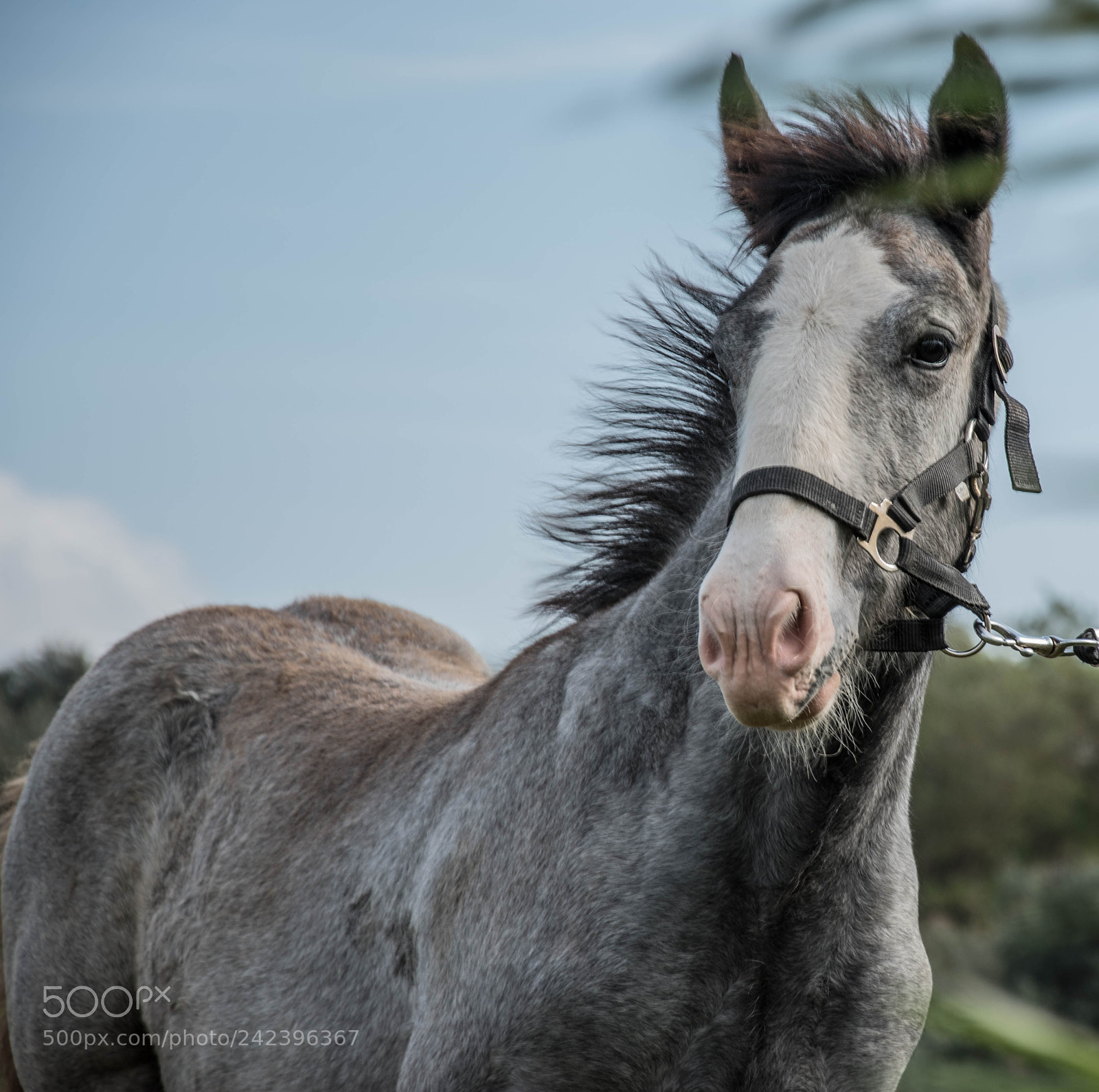Nikon D5500 sample photo. Theo photography
