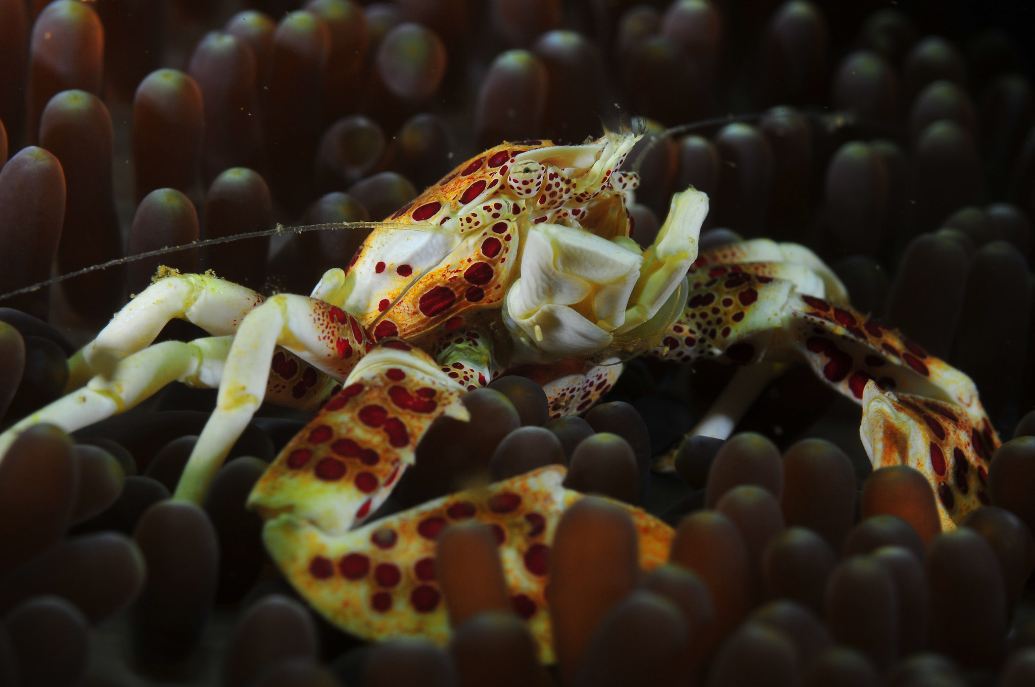 Nikon D300S + Nikon AF Micro-Nikkor 60mm F2.8D sample photo. Anemone crab photography