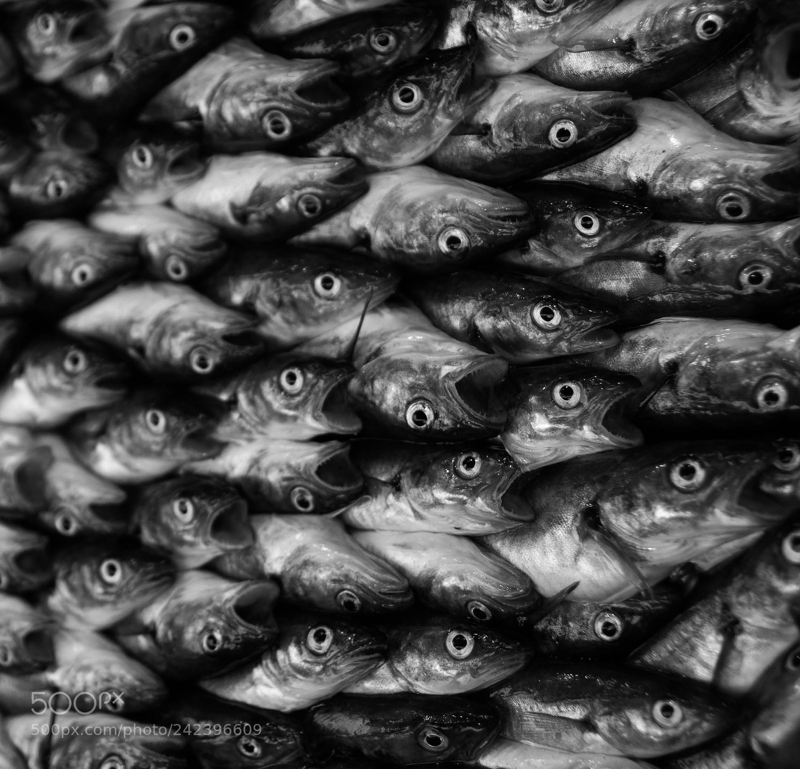 Canon EOS 40D sample photo. To be fished photography