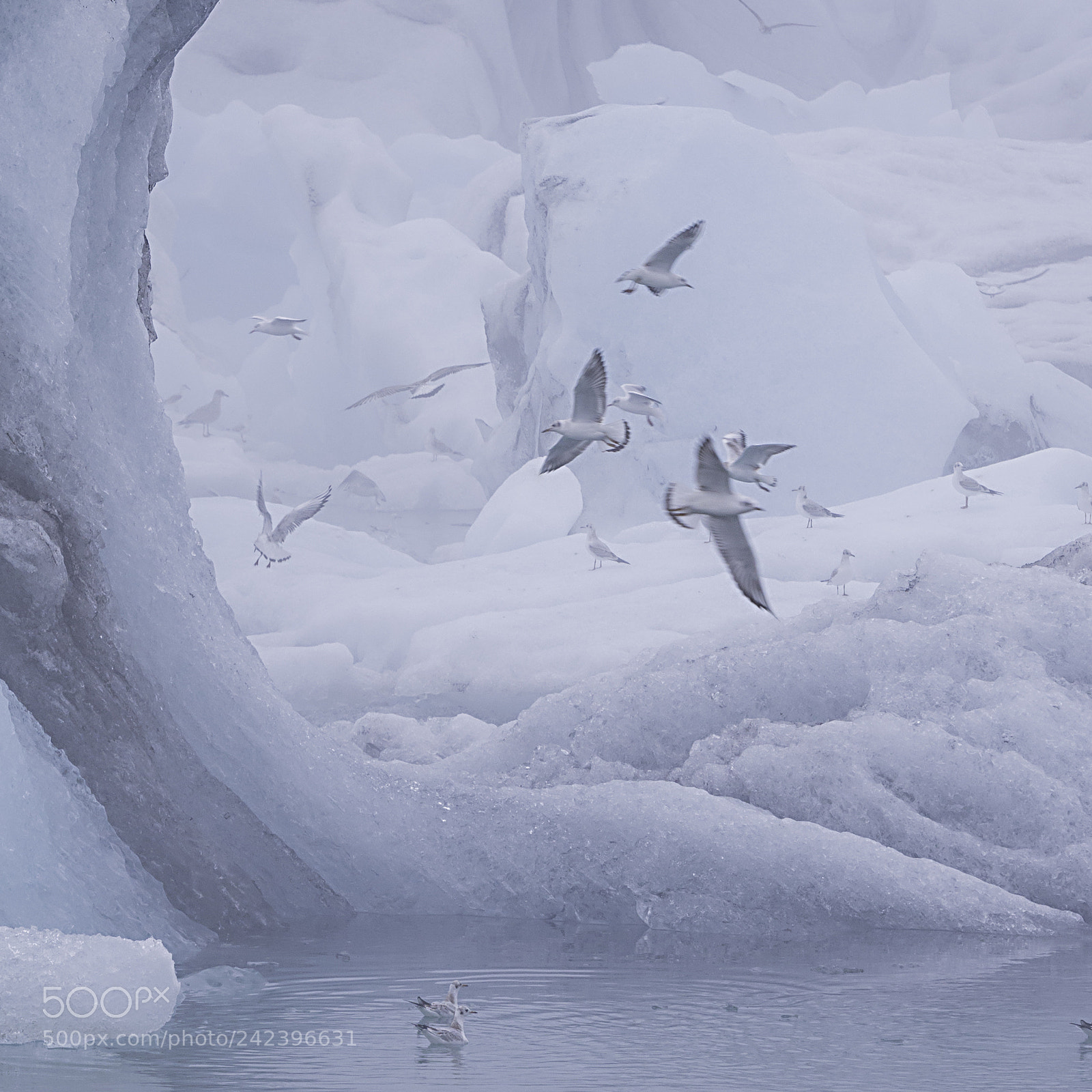 Nikon D800 sample photo. Jökulsárlón photography
