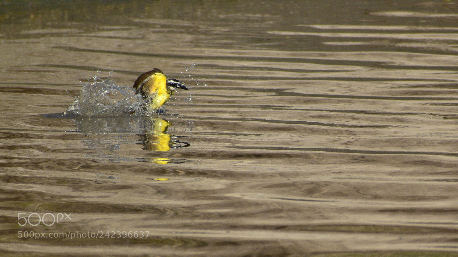 Nikon D5600 sample photo. Fishing  photography