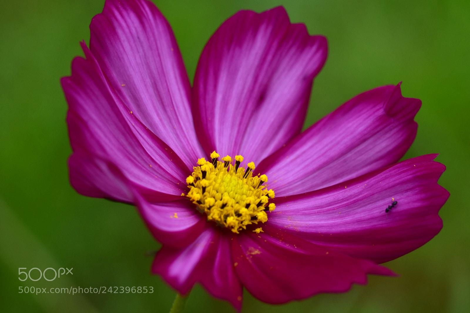 Nikon D7200 sample photo. Flower photography