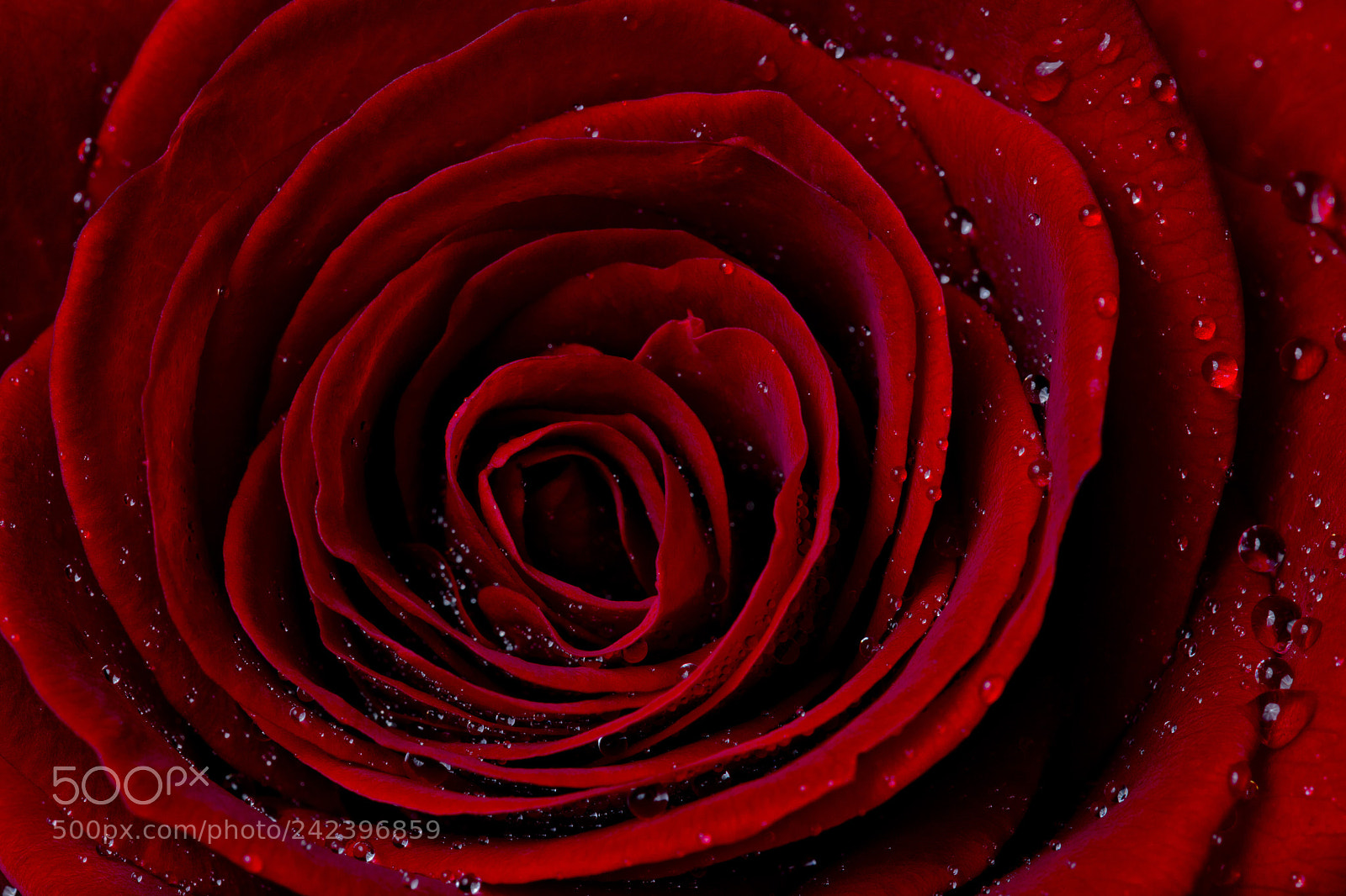Nikon D3200 sample photo. Winter rose photography
