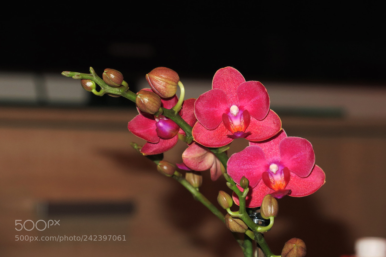 Canon PowerShot G3 X sample photo. Orchid photography