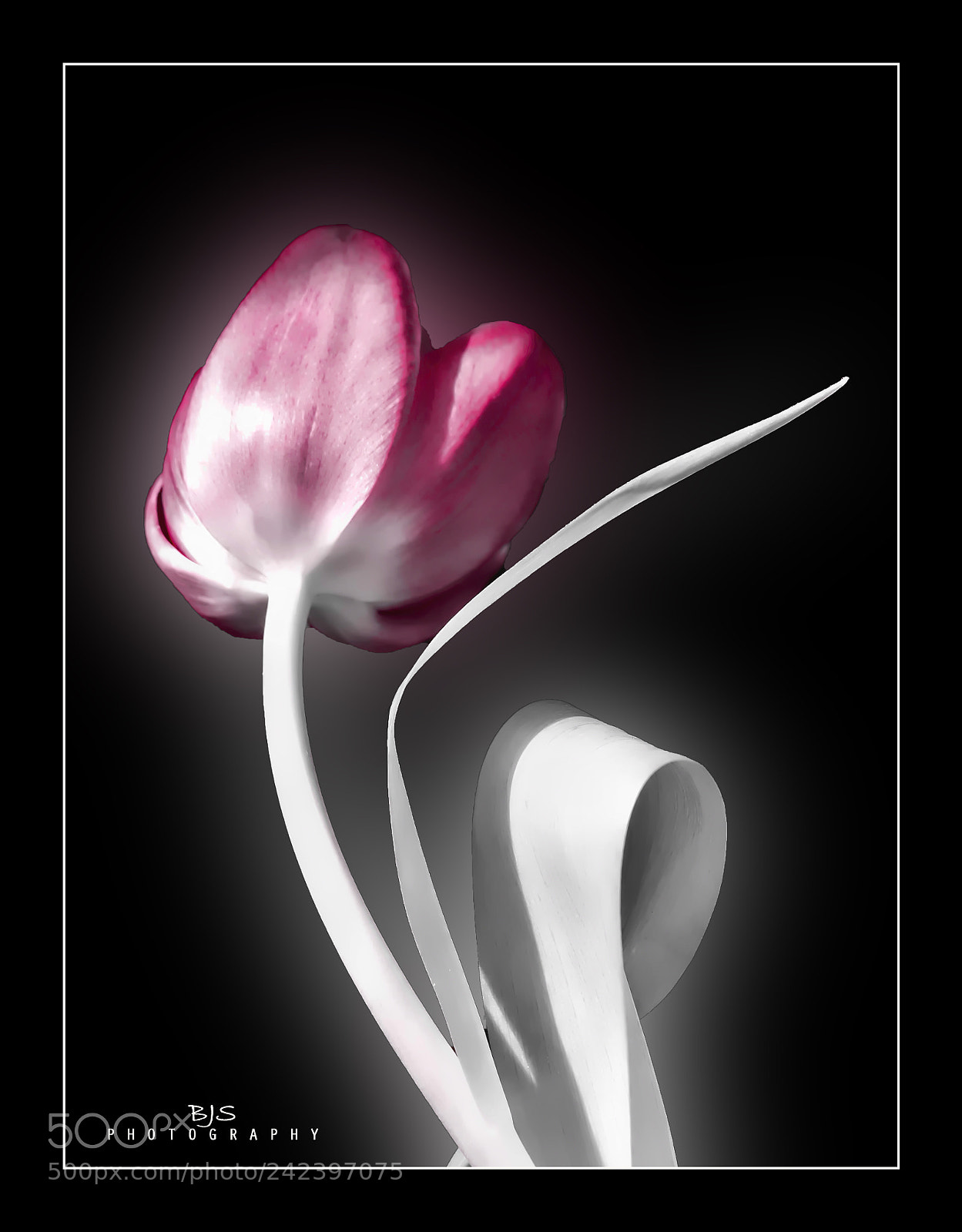 Panasonic Lumix DMC-FZ300 sample photo. Tulip photography