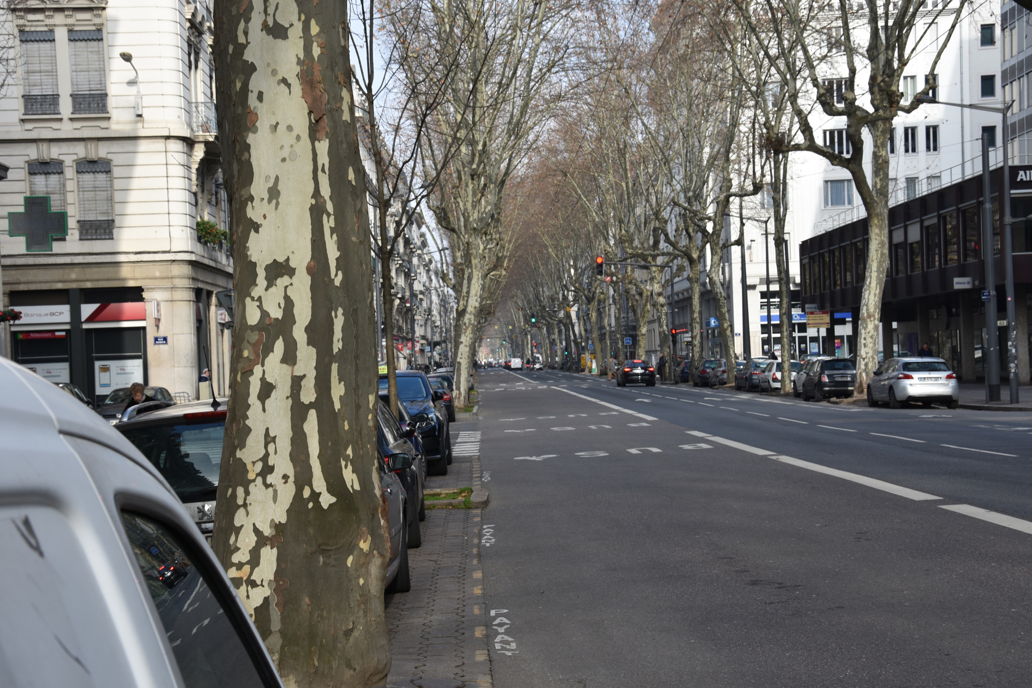 Nikon D3400 sample photo. Treeinline photography