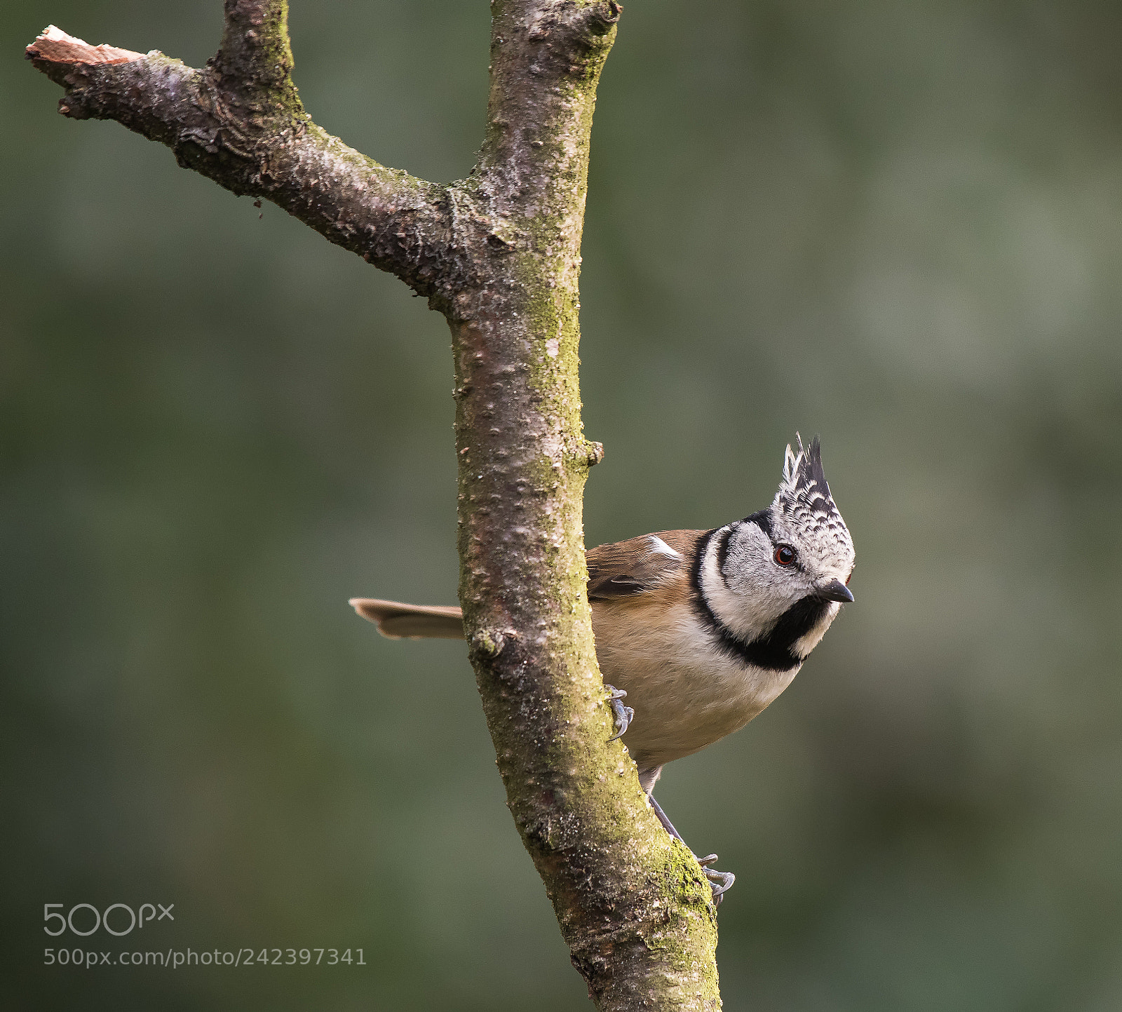 Nikon D500 sample photo. Crested tit on the photography