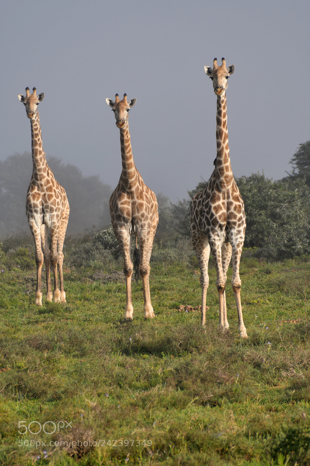 Nikon D500 sample photo. Three giraffes photography