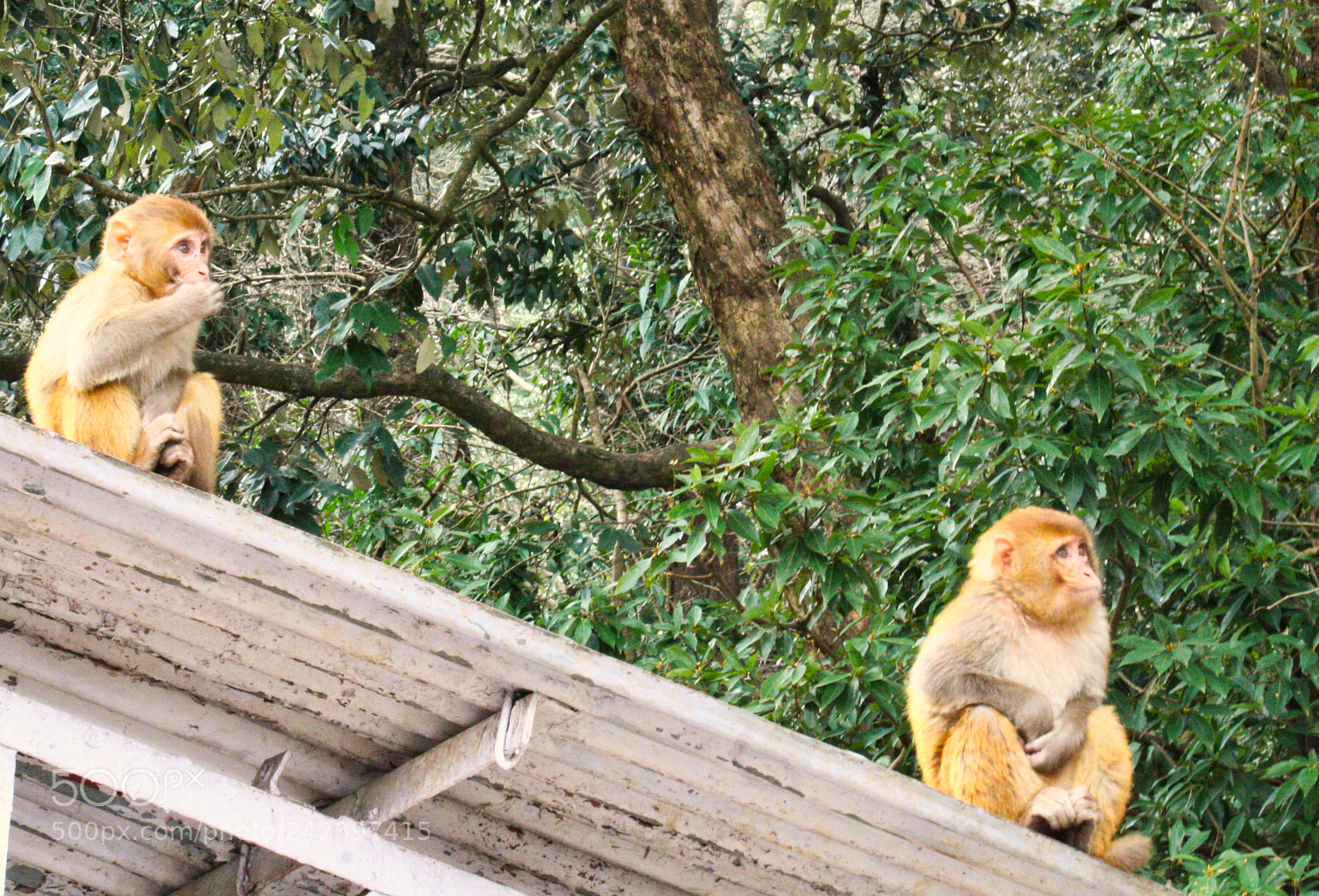 Canon EOS 350D (EOS Digital Rebel XT / EOS Kiss Digital N) sample photo. Monkey business photography