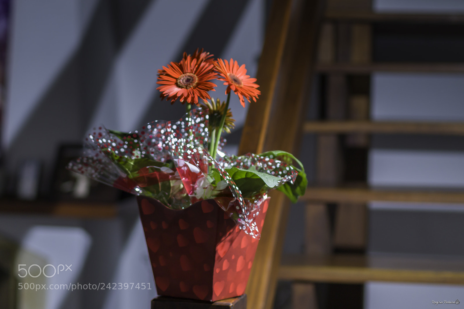 Canon EOS 7D Mark II sample photo. Flower photography