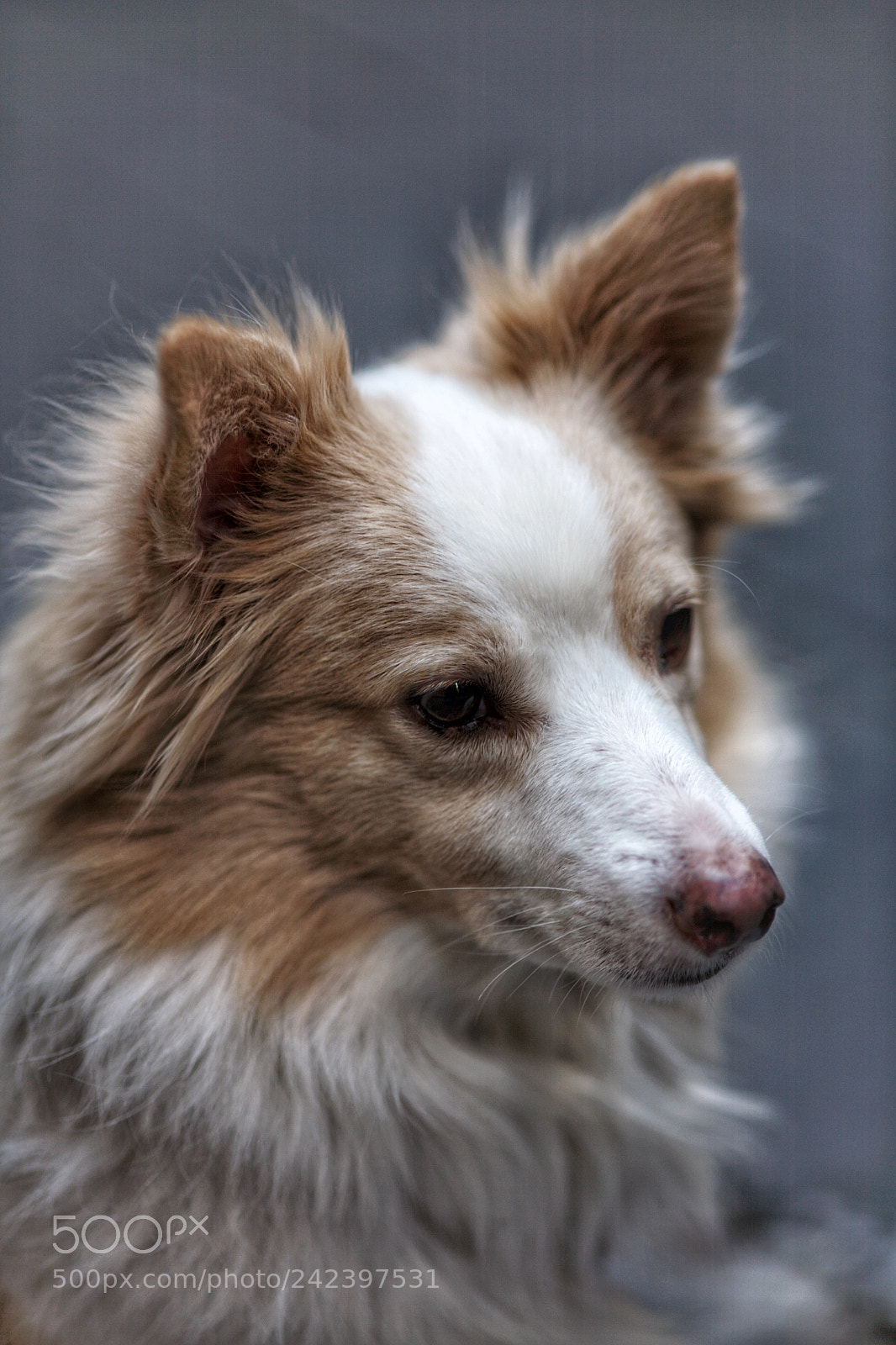 Canon EOS 5D sample photo. Cusco, the dog! photography