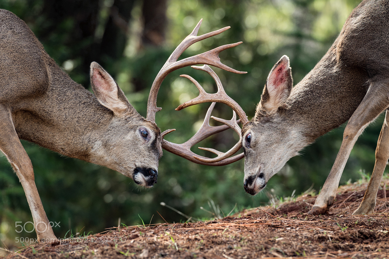 Nikon D5 sample photo. Battle of bucks photography