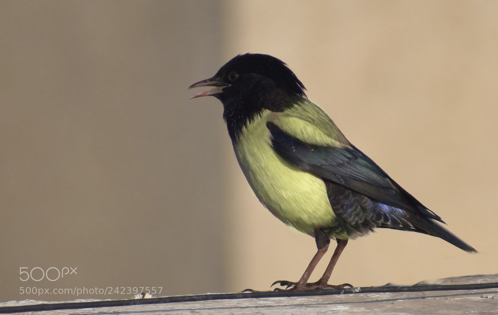 Nikon D5600 sample photo. Little bird photography