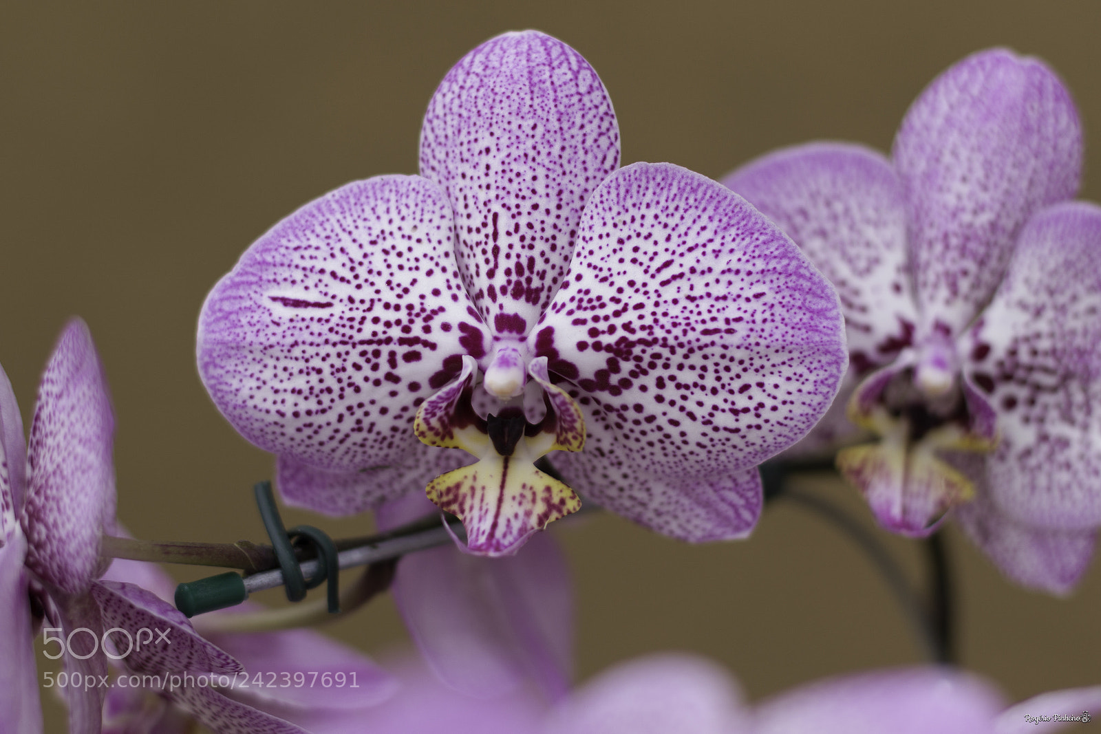 Canon EOS 7D Mark II sample photo. Orchid photography