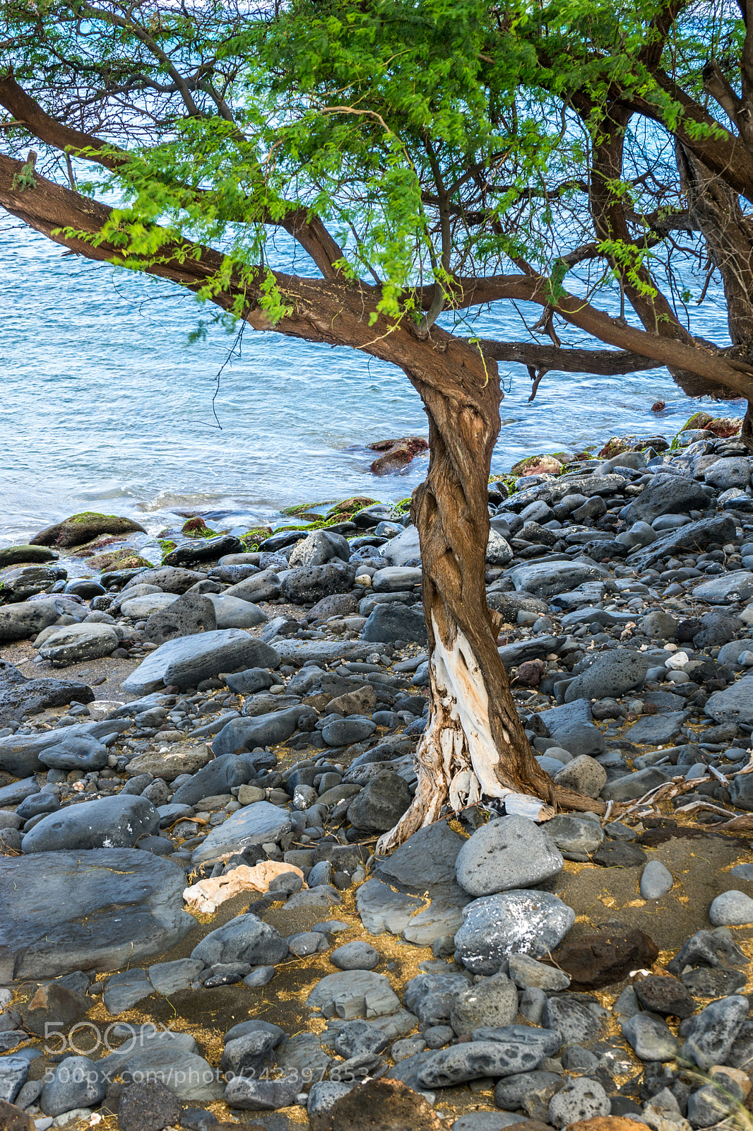 Sony a7 II sample photo. Maui tree photography
