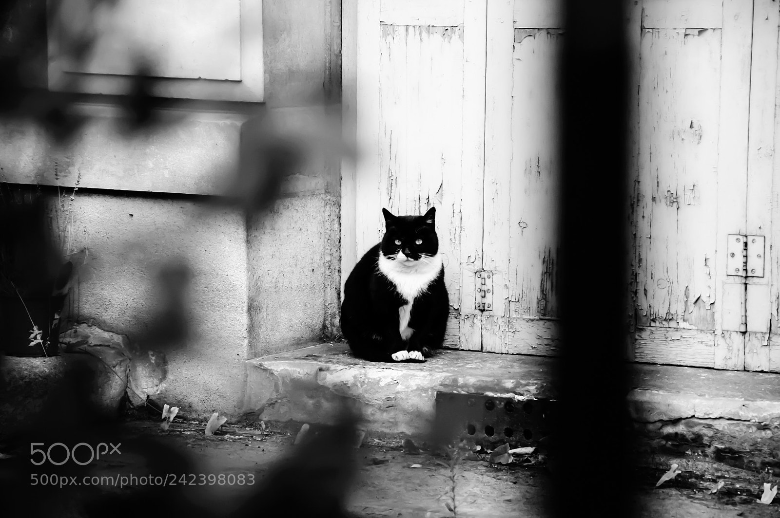 Nikon D40 sample photo. Cat. loneliness. photography