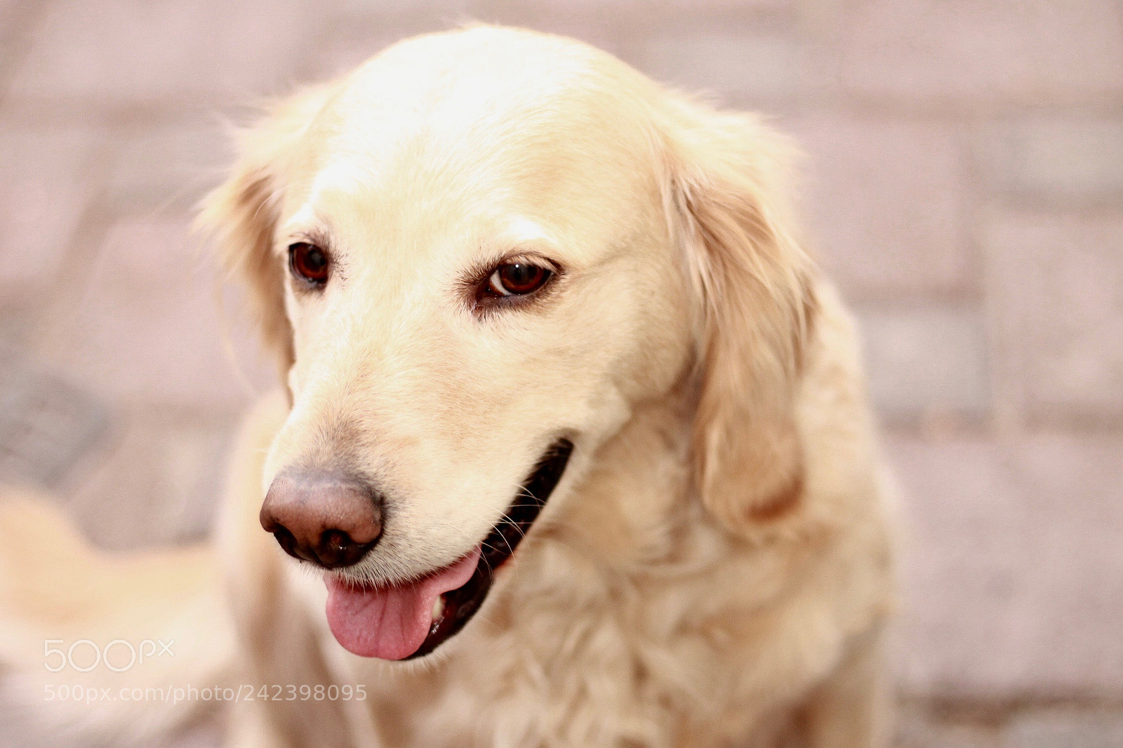Canon EOS 1100D (EOS Rebel T3 / EOS Kiss X50) sample photo. Nikita i photography