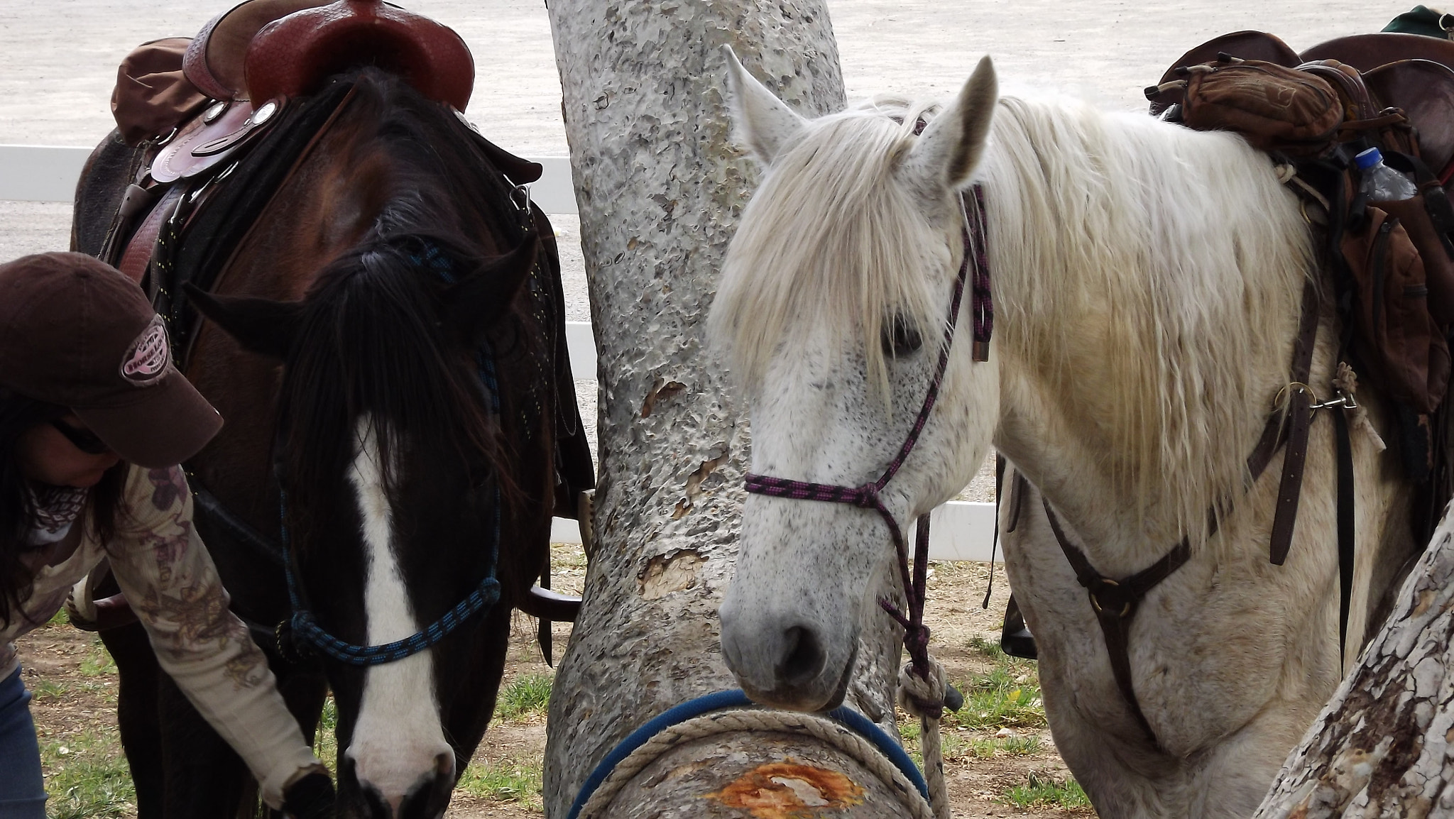 FujiFilm FinePix S4000 (FinePix S4050) sample photo. Horses photography