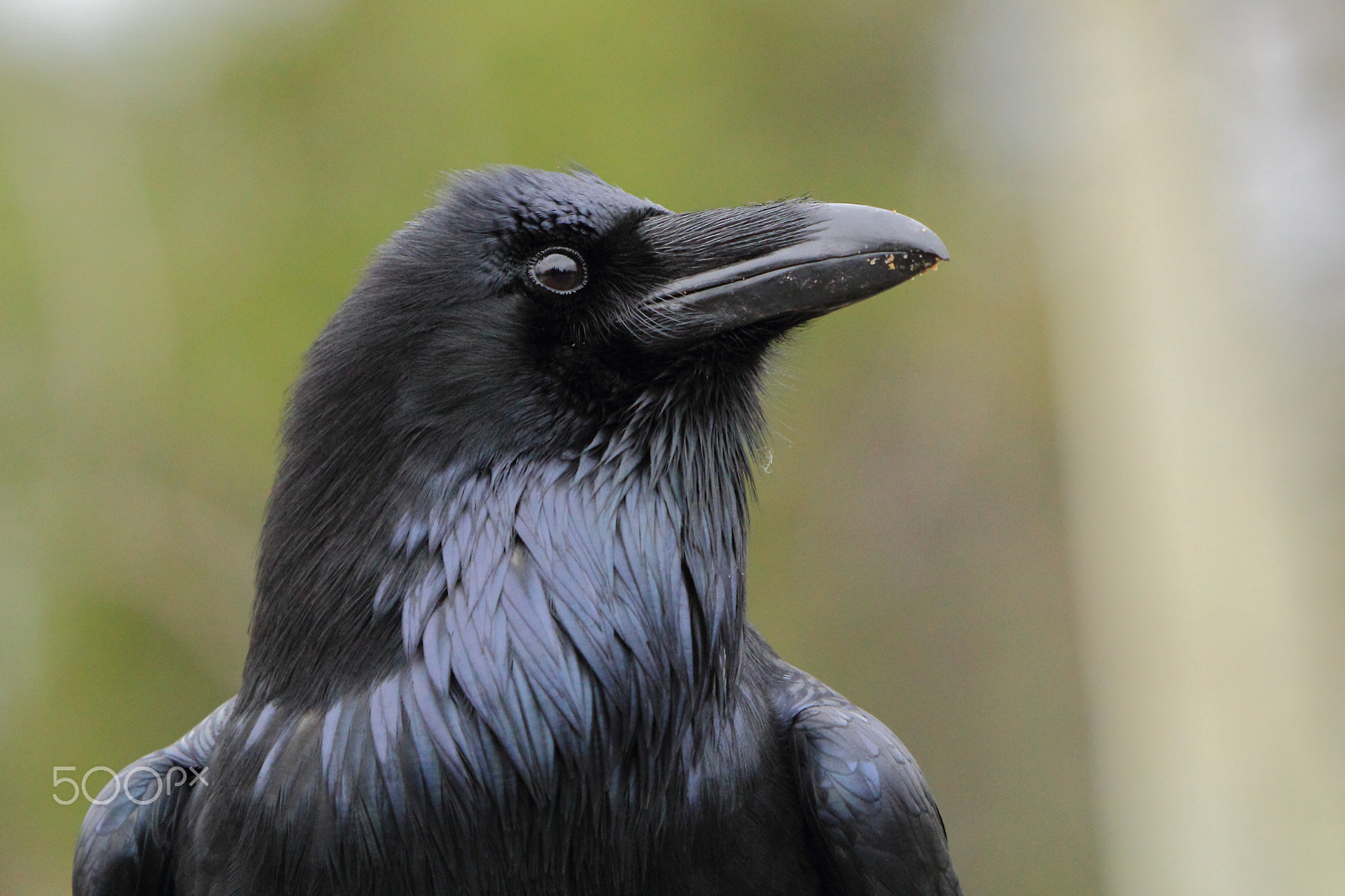 Canon EOS 60D + Canon EF 100-400mm F4.5-5.6L IS USM sample photo. Common raven profile photography